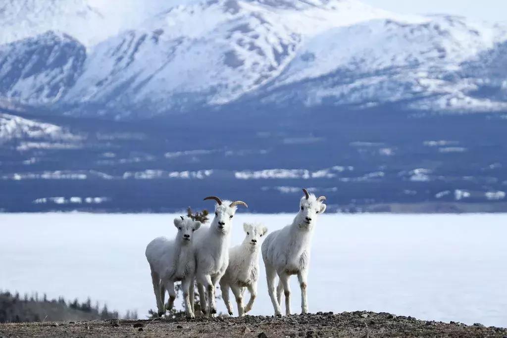 温哥华最佳旅游时间表,温哥华如何到西雅图旅游