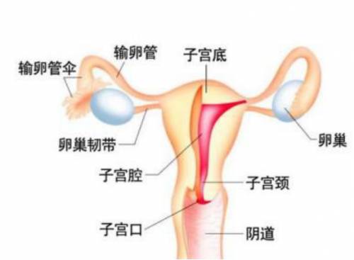 女人小便后到底要不要用纸擦？专家：小心擦出阴道炎？！