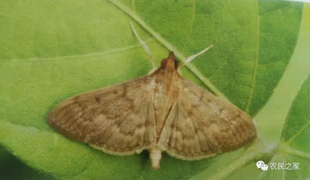 大豆卷叶虫用什么药效果最好,大豆卷叶螟怎么治