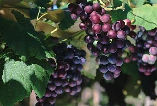 自制葡萄酒长白膜还能喝吗,自制葡萄酒可以煮沸杀菌吗