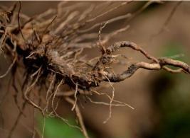 植物病害综合防治有哪些文献,植物各类病害用药