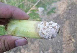 植物病害综合防治有哪些文献,植物各类病害用药