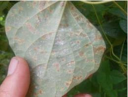 植物病害综合防治有哪些文献,植物各类病害用药