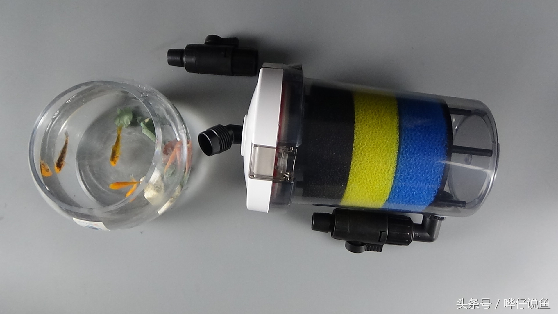 宠物鱼缸用什么过滤好,鱼缸养什么东西可以代替过滤器