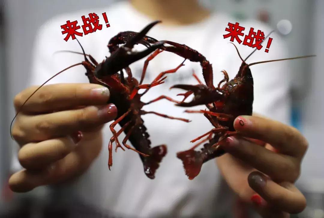 确认过眼神想吃虾的人,确认过眼神就是吃霸王餐的人