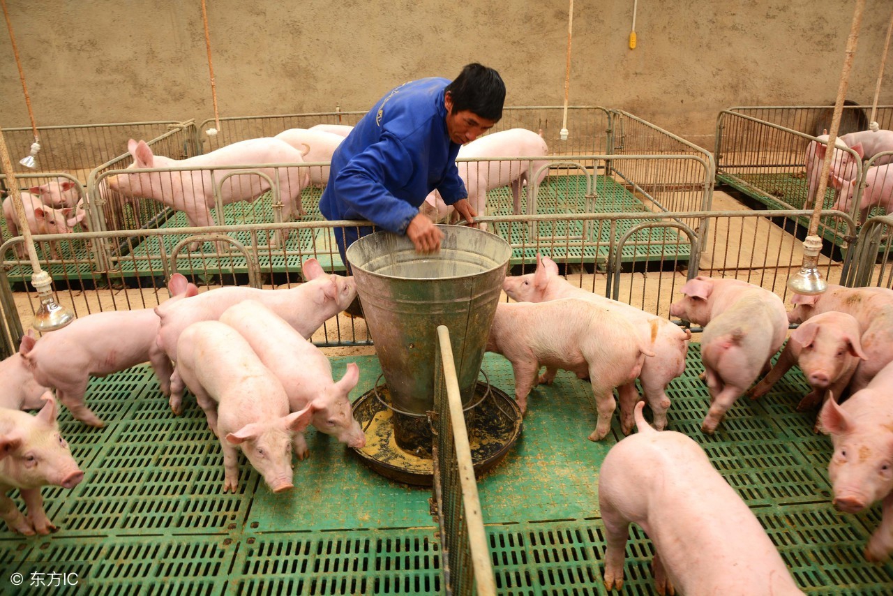 仔猪出生后用什么药,仔猪刚出生怎样护理才不拉黄白痢