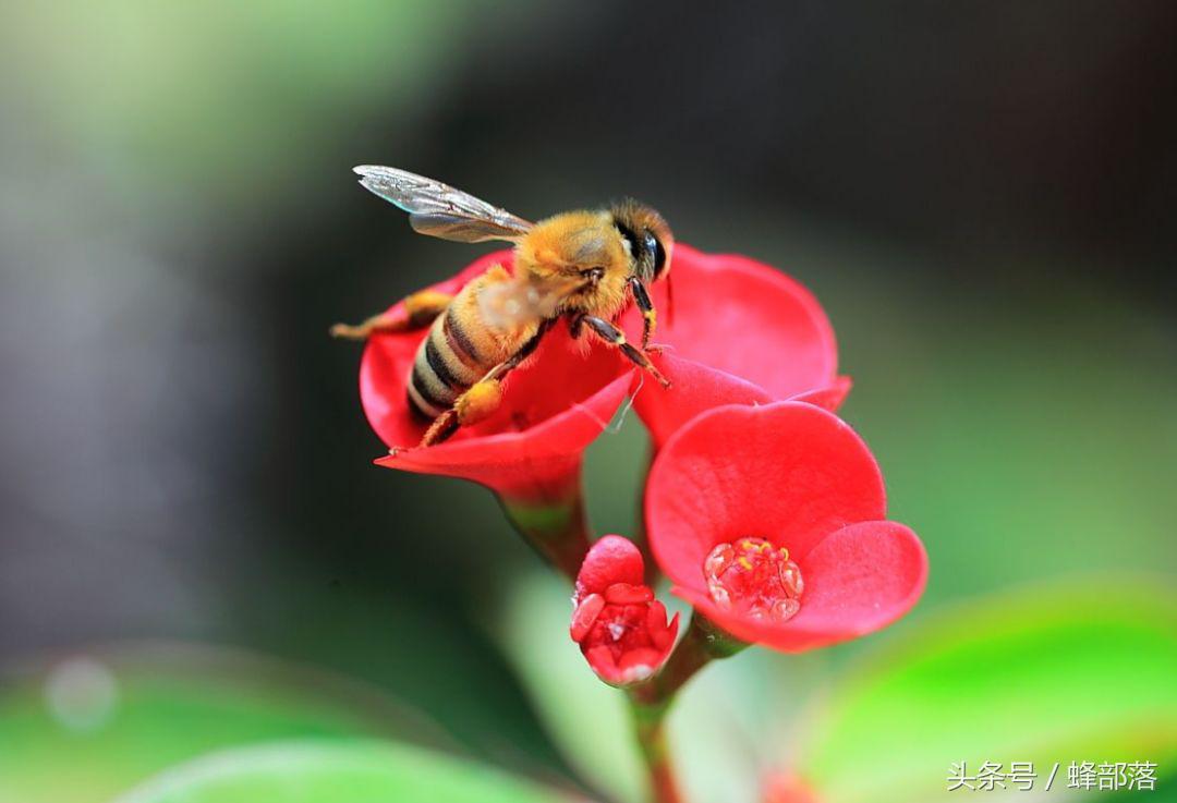蜜蜂怎么知道要酿蜜,蜜蜂怎么知道哪里有花粉的