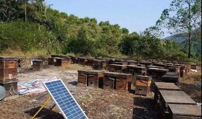 养蜂人养蜜蜂是怎么养的,中华民族蜜蜂如何养