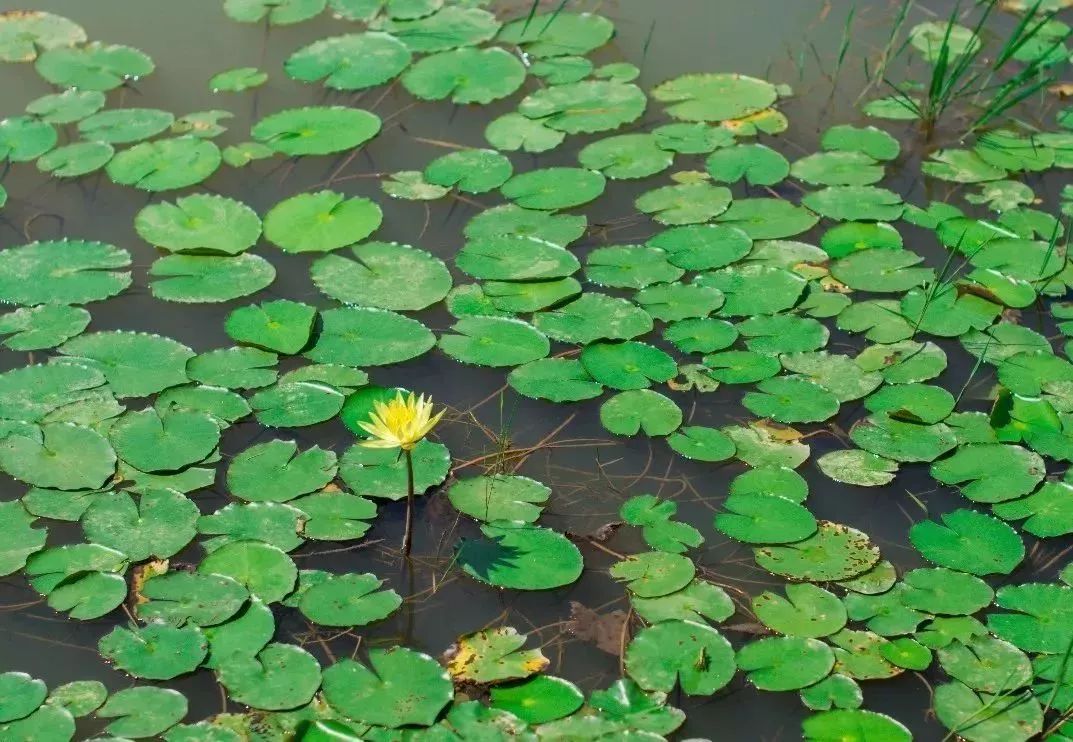 深圳市新桥足球公园,深圳足球公园免费开放