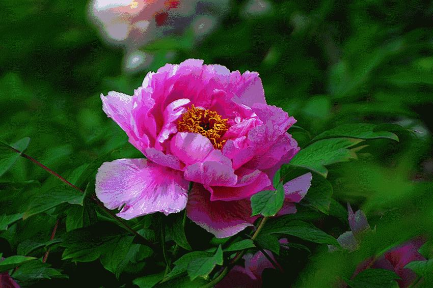 百寿图之内的礼物,百寿图大全