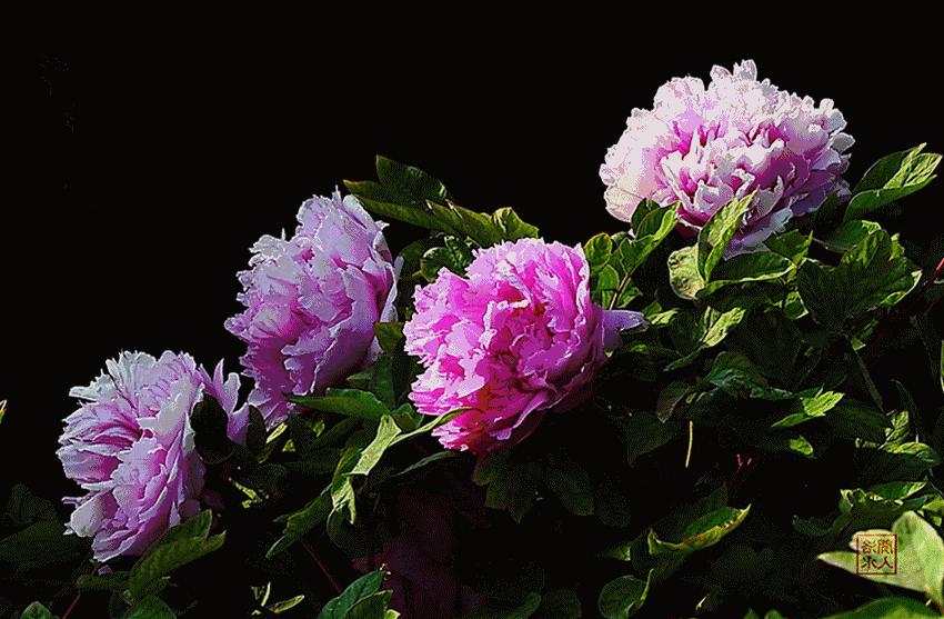 百寿图之内的礼物,百寿图大全