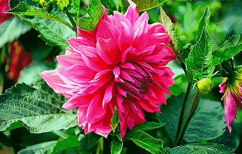 百寿图之内的礼物,百寿图大全