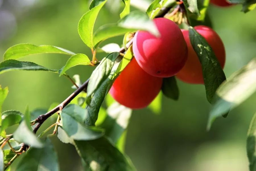 果园如何彻底消灭天牛,果园防松鼠技巧