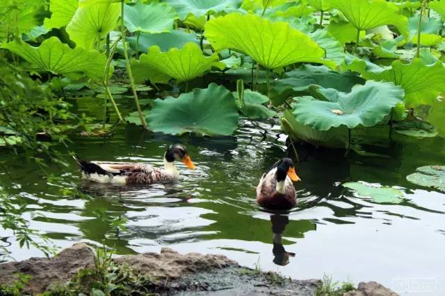 有哪些关于立秋的小知识,今日立秋有啥说道吗