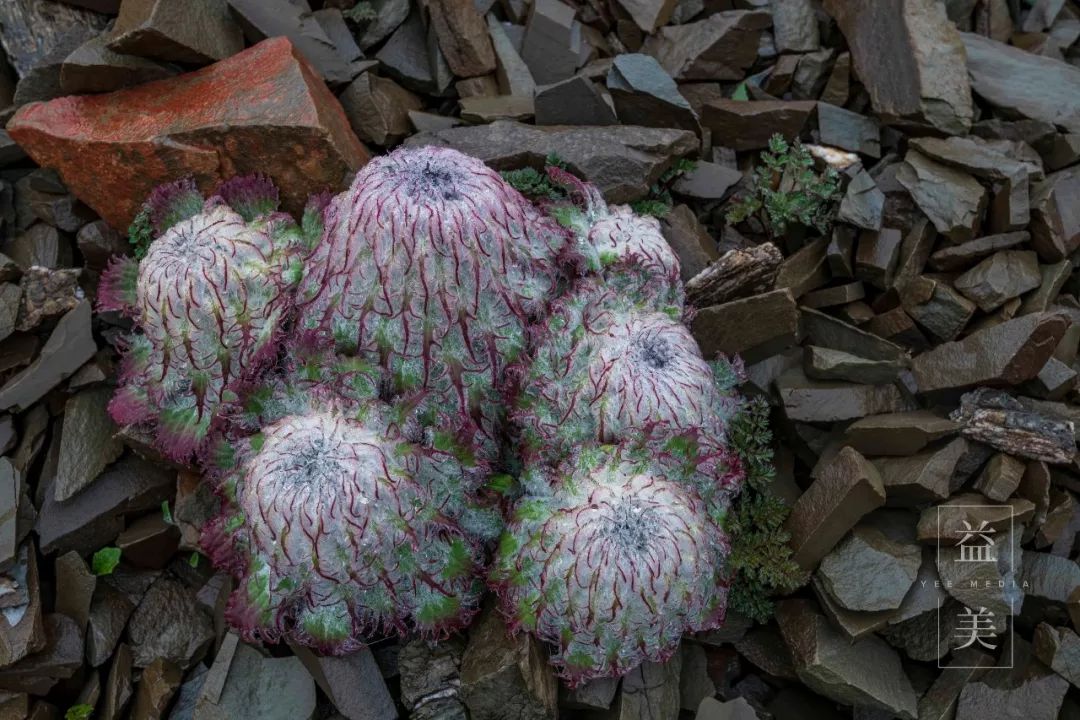 「昨日推文」哭泣的雪兔子，已经被人类挖到濒临灭绝！请高抬贵手放过它们吧！