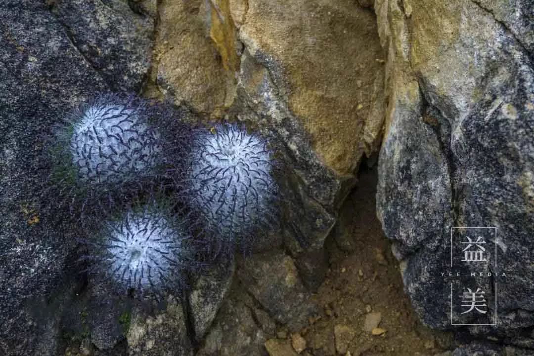 「昨日推文」哭泣的雪兔子，已经被人类挖到濒临灭绝！请高抬贵手放过它们吧！