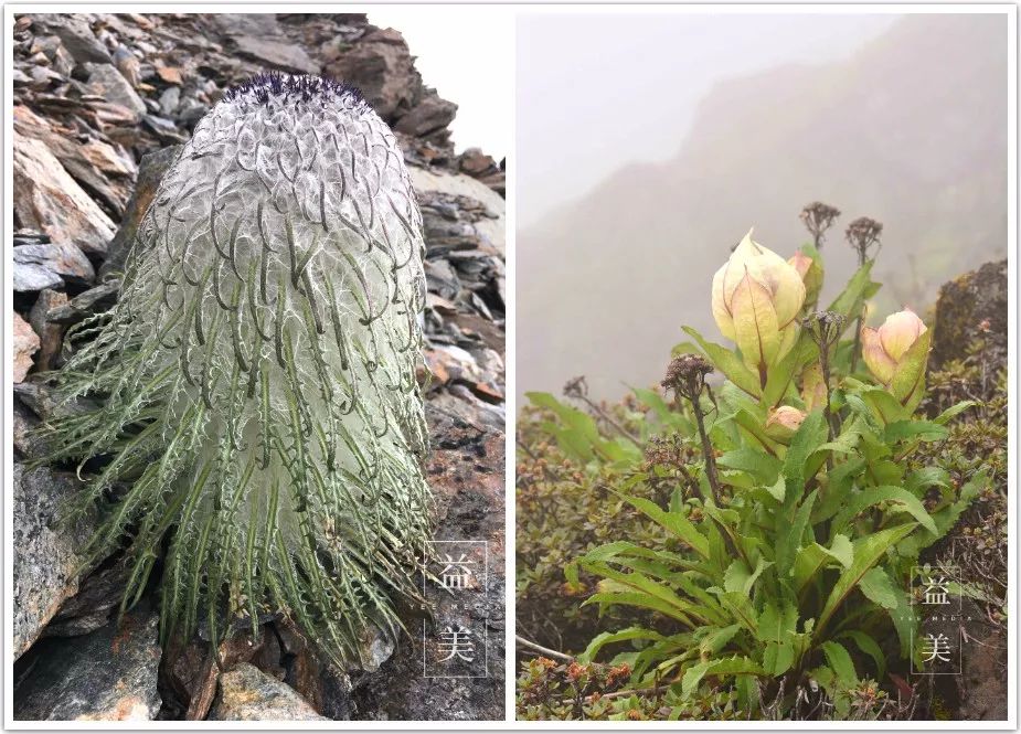 「昨日推文」哭泣的雪兔子，已经被人类挖到濒临灭绝！请高抬贵手放过它们吧！