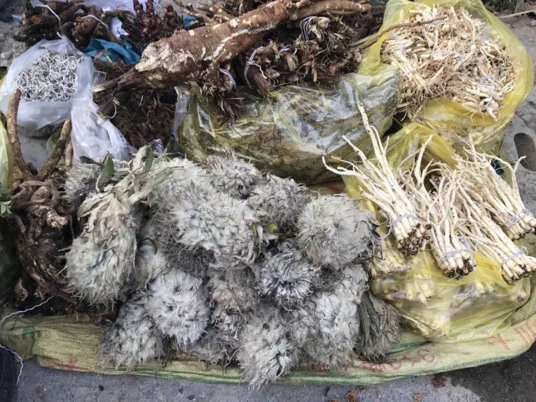 「昨日推文」哭泣的雪兔子，已经被人类挖到濒临灭绝！请高抬贵手放过它们吧！