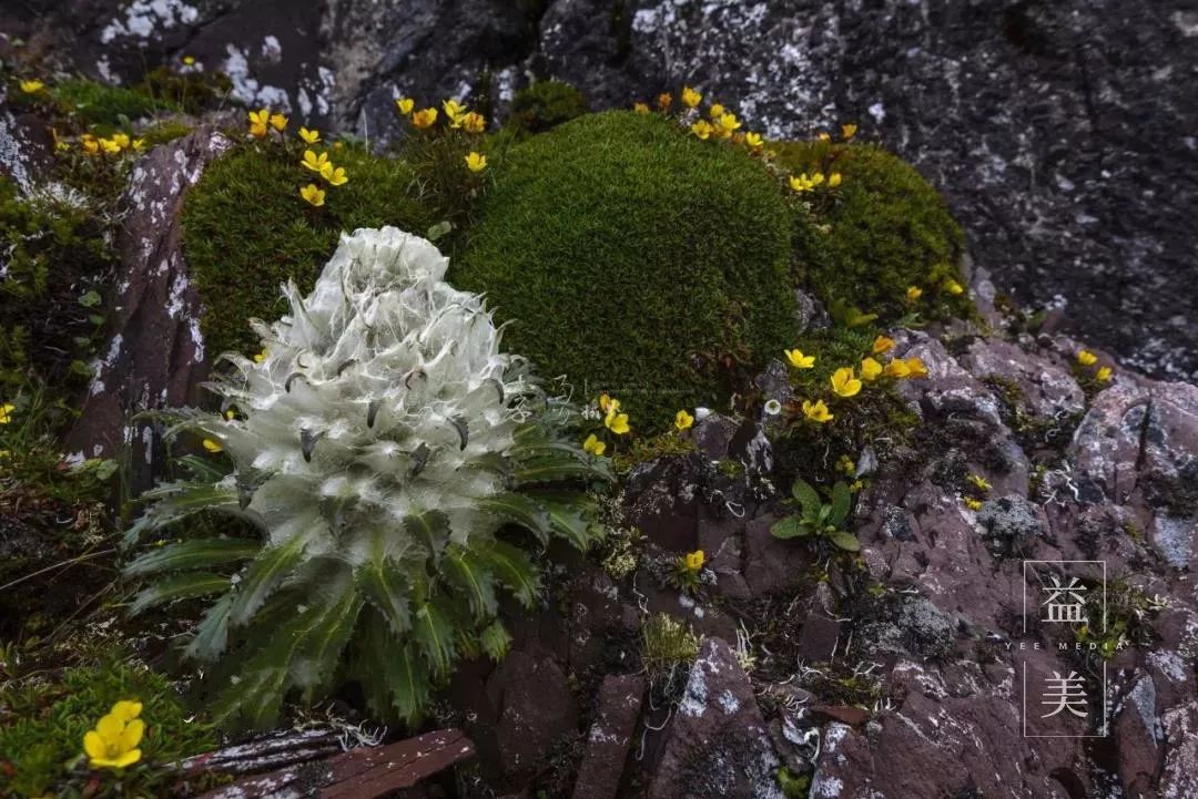 「昨日推文」哭泣的雪兔子，已经被人类挖到濒临灭绝！请高抬贵手放过它们吧！