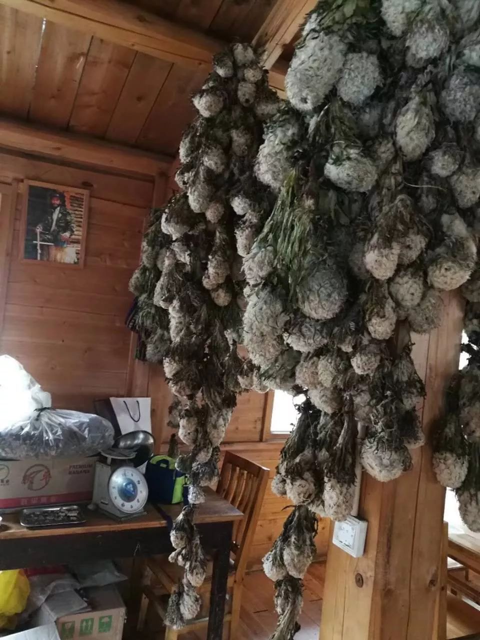 「昨日推文」哭泣的雪兔子，已经被人类挖到濒临灭绝！请高抬贵手放过它们吧！