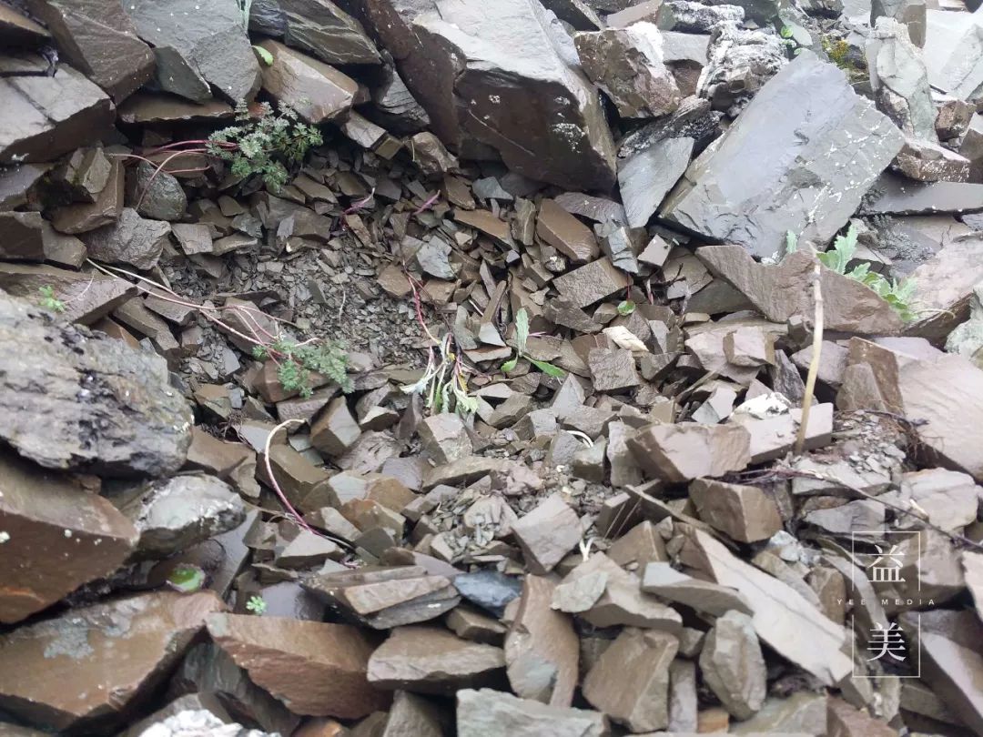 「昨日推文」哭泣的雪兔子，已经被人类挖到濒临灭绝！请高抬贵手放过它们吧！