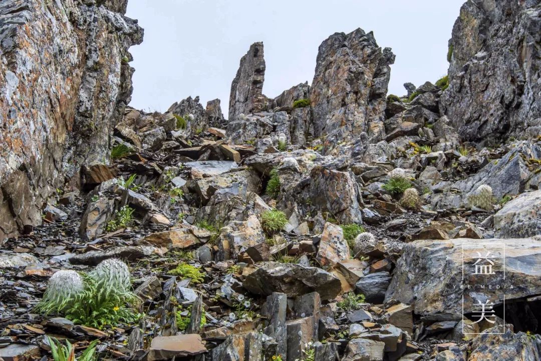 「昨日推文」哭泣的雪兔子，已经被人类挖到濒临灭绝！请高抬贵手放过它们吧！