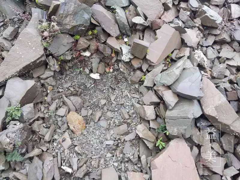 「昨日推文」哭泣的雪兔子，已经被人类挖到濒临灭绝！请高抬贵手放过它们吧！