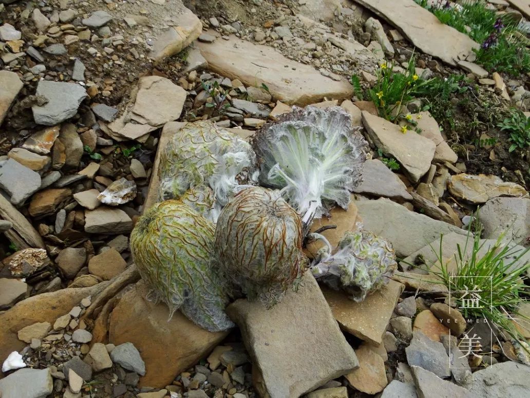 「昨日推文」哭泣的雪兔子，已经被人类挖到濒临灭绝！请高抬贵手放过它们吧！