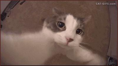 如何养好多多肉,怎么才能养好多肉盆栽