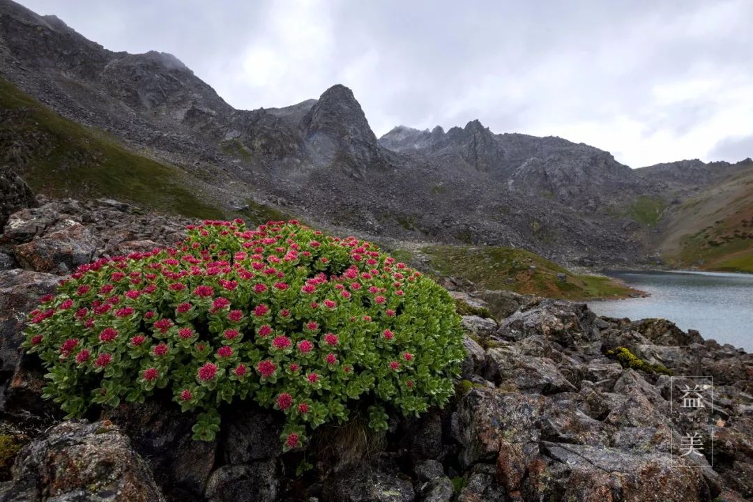 「昨日推文」哭泣的雪兔子，已经被人类挖到濒临灭绝！请高抬贵手放过它们吧！