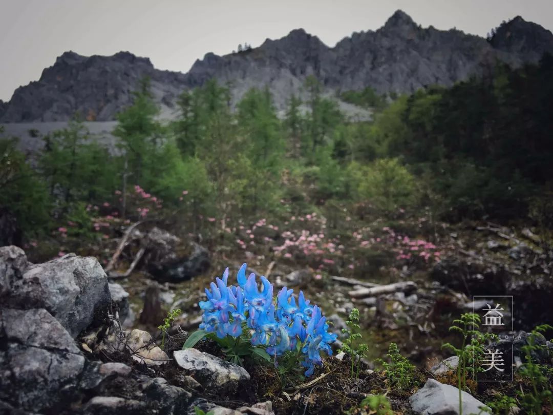 「昨日推文」哭泣的雪兔子，已经被人类挖到濒临灭绝！请高抬贵手放过它们吧！