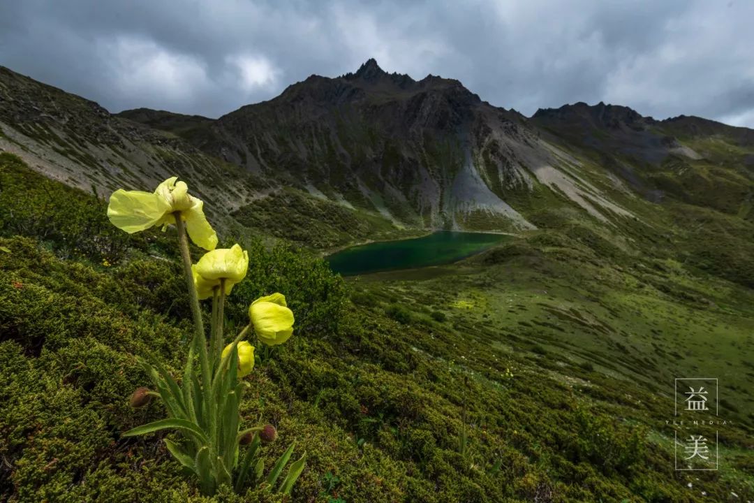 「昨日推文」哭泣的雪兔子，已经被人类挖到濒临灭绝！请高抬贵手放过它们吧！