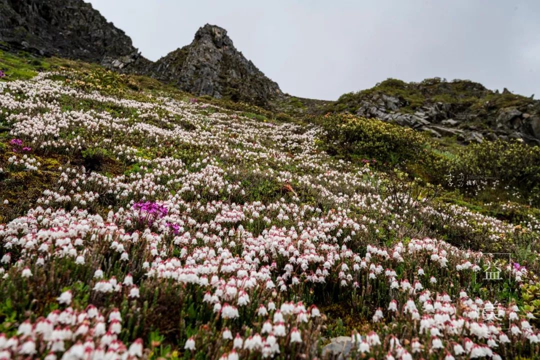 「昨日推文」哭泣的雪兔子，已经被人类挖到濒临灭绝！请高抬贵手放过它们吧！