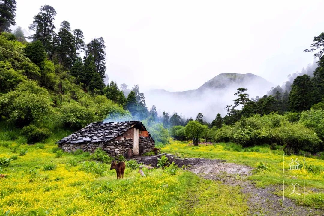「昨日推文」哭泣的雪兔子，已经被人类挖到濒临灭绝！请高抬贵手放过它们吧！