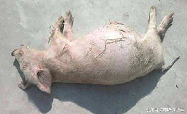 猪死后肚子胀大是什么病,猪死后肚子鼓胀是怎么回事