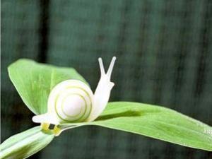 路边捡的蜗牛是什么蜗牛,下雨时候捡到了一只蜗牛