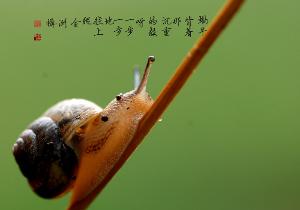 路边捡的蜗牛是什么蜗牛,下雨时候捡到了一只蜗牛