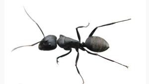 路边捡的蜗牛是什么蜗牛,下雨时候捡到了一只蜗牛