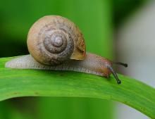 路边捡的蜗牛是什么蜗牛,下雨时候捡到了一只蜗牛