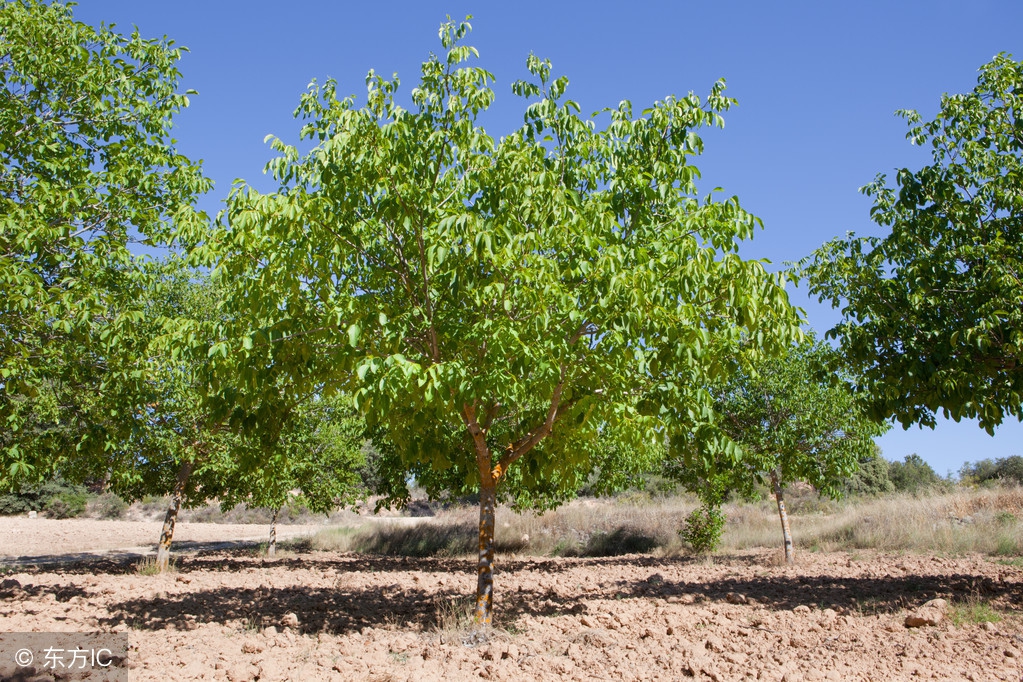 核桃树旺长不结果怎么办,核桃树坐果不好怎么办