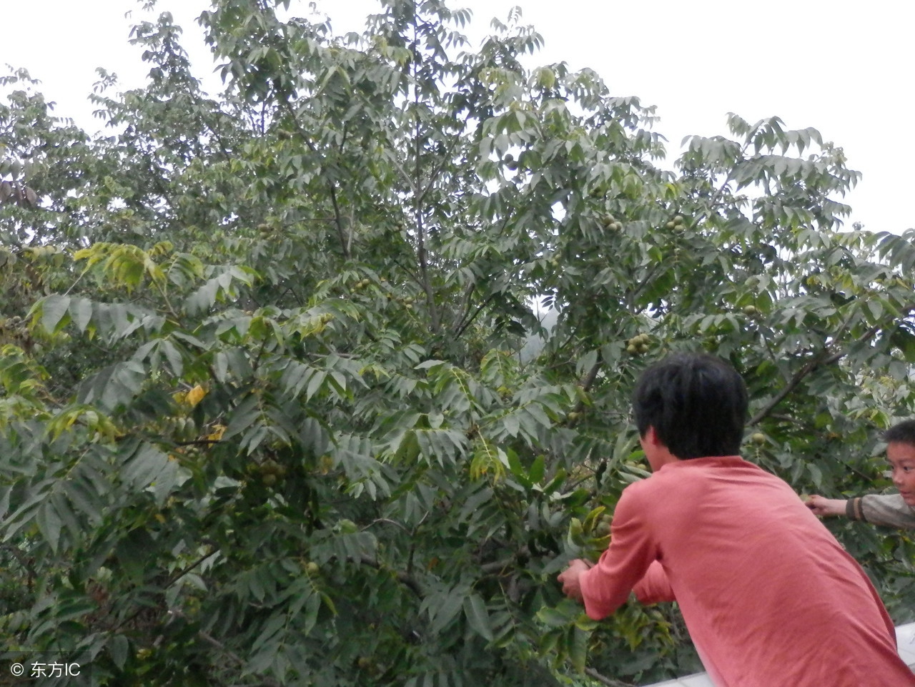 核桃树旺长不结果怎么办,核桃树坐果不好怎么办