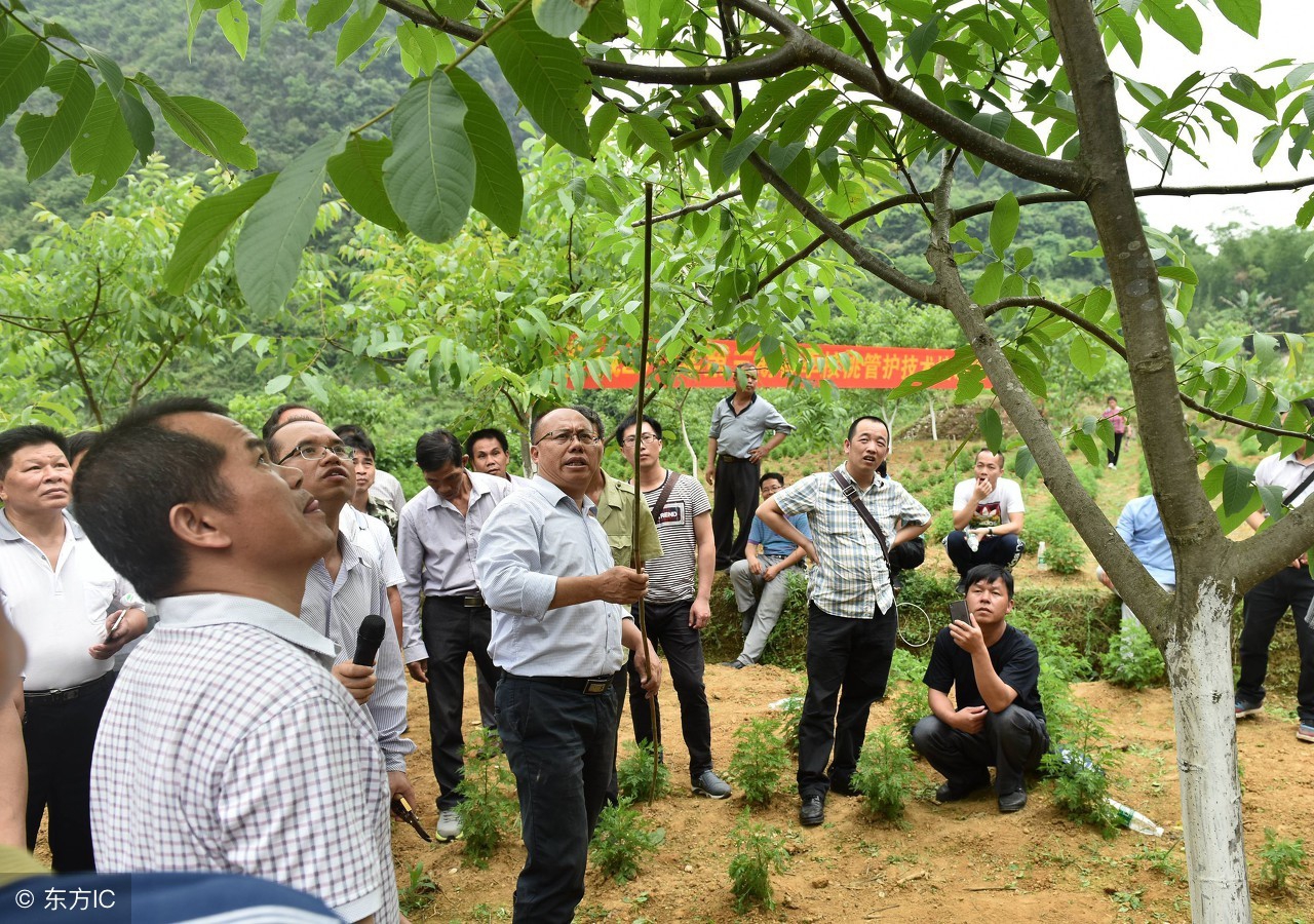 核桃树旺长不结果怎么办,核桃树坐果不好怎么办