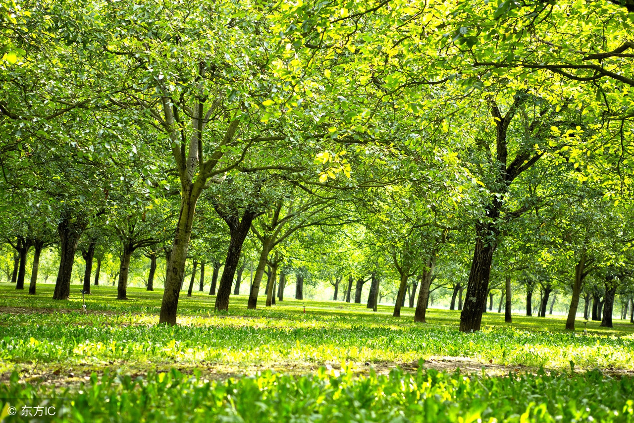 核桃树旺长不结果怎么办,核桃树坐果不好怎么办