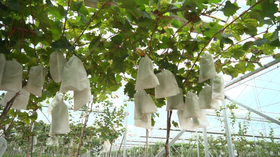 1浜╁湴绉嶆钄彍鏀剁泭,1浜╁湡鍦扮钄彍鏀剁泭