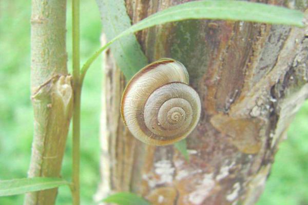 农村里比较常见的蜗牛,东北农村常见蜗牛