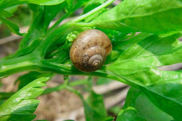 农村里比较常见的蜗牛,东北农村常见蜗牛