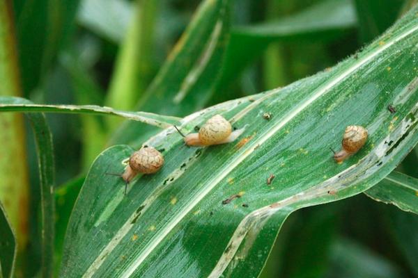 农村里比较常见的蜗牛,东北农村常见蜗牛