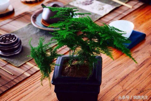 属虎吉祥植物七叶莲摆放什么方位,家里植物摆放方位禁忌