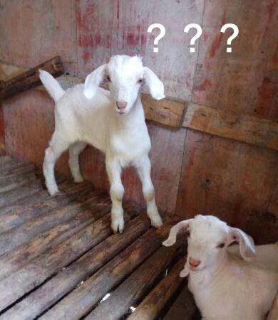 lv香奈儿土到极致就是潮,五千左右香奈儿