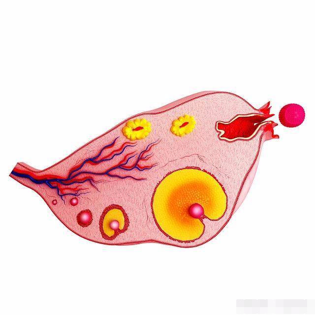 排卵到怀孕之间需要多久,从排卵期到怀孕需要多少天